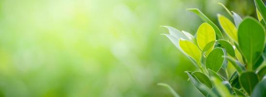 Leaf background bokeh blur green background photo