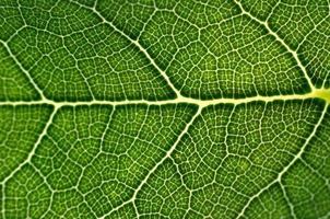 patrón hojas fondo verde foto