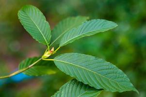 Kratom Mitragyna speciosa green Is a type of drug photo