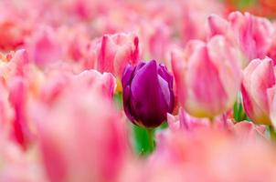 los tulipanes morados se encuentran entre los tulipanes rosas.