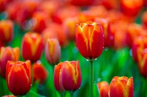 los campos de tulipanes rojos amarillos están floreciendo densamente foto