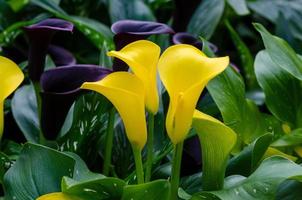 calla lily yellow Three flowers in the lush flower garden photo