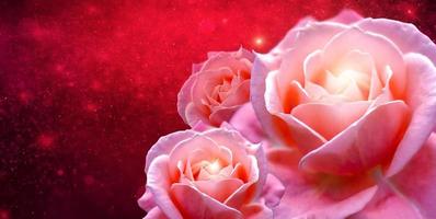 Pink roses Banner Red rose bokeh red background Have space to enter text photo