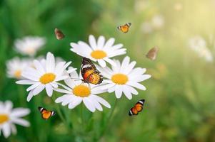 The yellow orange butterfly is on the white pink flowers in the green grass fields photo