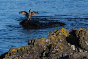 European Shag Phalacrocorax aristotelis Northern Ireland UK photo