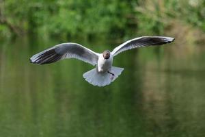 Blackheaded Gull Chroicocephalus ridibundus Lagan River Northern Ireland UK photo