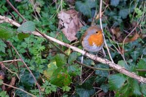 European Robin Erithacus rubecula Lagan River Belfast Northern Ireland UK photo