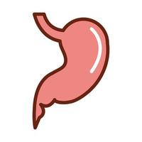 human body stomach anatomy organ health line and fill icon vector