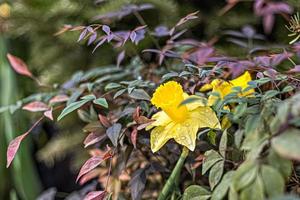 narciso amarillo en el jardín. primavera. Flores floreciendo. foto