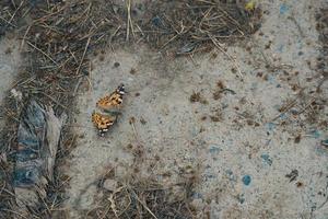 perder de mariposa naranja-negro-blanco. foto