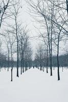 caminar por el callejón de invierno del parque. foto