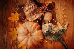 un gato atigrado junto a una calabaza madura, hojas de otoño y una bufanda tejida