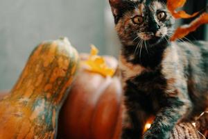 lindo gato mira con interés una hoja de otoño en una ramita. foto