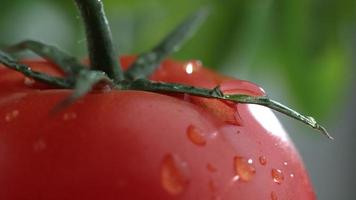 extreme close-up van waterdruppel op tomaat in slow motion geschoten op phantom flex 4k met 1000 fps video