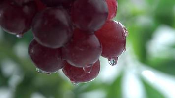 água espirrando nas uvas em câmera lenta filmada em phantom flex 4k a 1000 fps video