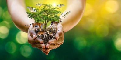 Concept Nature reserve conserve Wildlife reserve tiger Deer Global warming Food Loaf Ecology Human hands protecting the wild and wild animals tigers deer, trees in the hands green background Sun light photo