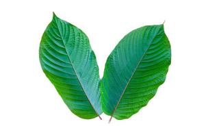 Kratom Mitragyna speciosa green Is a type of drug photo