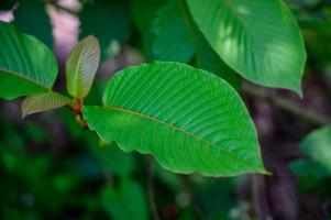 Kratom Mitragyna speciosa green Is a type of drug photo