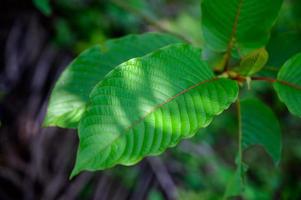 Kratom Mitragyna speciosa green Is a type of drug photo