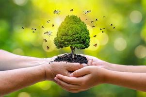 In the hands of trees growing seedlings. Bokeh green Background Female hand holding tree on nature field grass Forest conservation concept photo