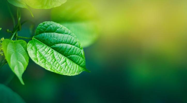 Leaves background Blurry green leaves have free space 2606380 Stock Photo  at Vecteezy