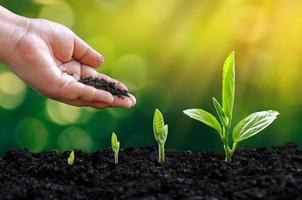 tree sapling hand planting sprout in soil with sunset close up male hand planting young tree over green background photo