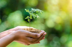 In the hands of trees growing seedlings. Bokeh green Background Female hand holding tree on nature field grass Forest conservation concept photo