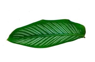 Leaves Calathea ornata pin stripe background White Isolate photo