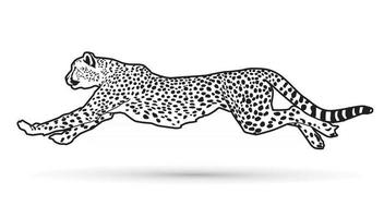 guepardo corriendo contorno vector