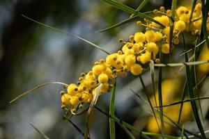 floración del árbol de mimosa, acacia pycnantha, zarzo dorado de cerca en primavera, flores amarillas brillantes, coojong, zarzo de corona dorada, zarzo naranja, zarzo de hojas azules, acacia saligna foto