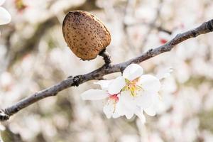 Las flores de almendro con ramas y nueces de almendra de cerca, fondo borroso foto