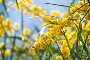 Blossoming of mimosa tree, Acacia pycnantha,  golden wattle close up in spring, bright yellow flowers, coojong, golden wreath wattle, orange wattle, blue-leafed wattle, acacia saligna photo