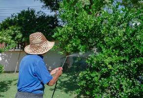 Granjero senior rociar insecticida orgánico para tilo en huerto foto