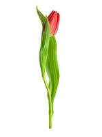 Realistic 3D Tulip Flower Isolated on White Background. Vector Illustration