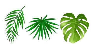 Monstera and palm green leaves isolated on white background. Vector Illustration
