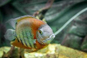 detalle de peces de acuario foto