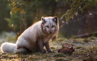 retrato de zorro ártico foto