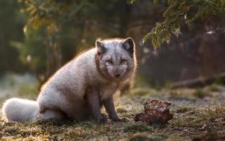 Portrait of Arctic fox photo