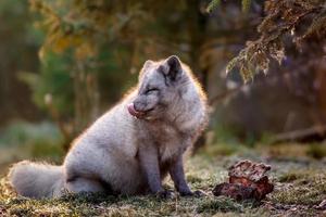 Portrait of Arctic fox photo