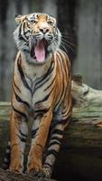 Portrait of Sumatran tiger