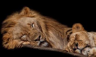 Sleeping lions in zoo