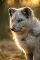 Portrait of Arctic fox photo