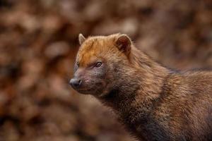 Portrait of Bush dog photo