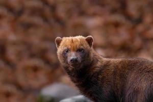 Portrait of Bush dog photo