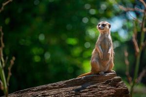 Meerkat on log photo