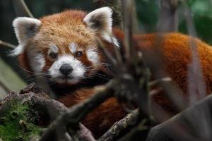 Red panda behind branches photo