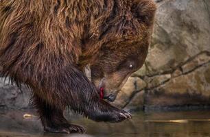 kamchatka oso pardo foto