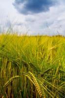 Detail of Barley photo