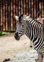Zebra in zoo photo