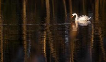 Swan on pond photo